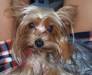 female yorkie