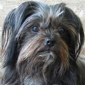 Adoptable For Adoption Click Here For Lication