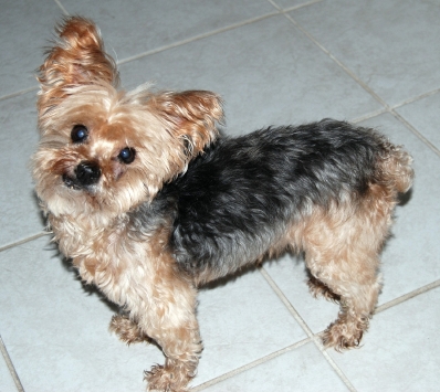 yorkie rescue fort myers tigger yorkie rescue fort myers tigger