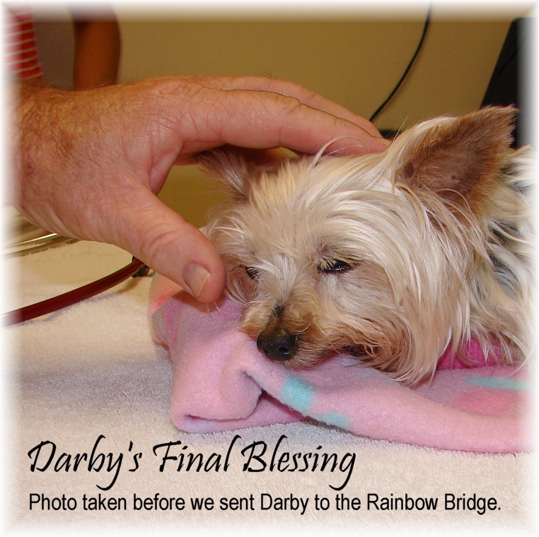 yorkie rescue florida teacup yorkie rescue florida 2015 personal yorkie rescue florida teacup yorkie rescue florida 2015 personal