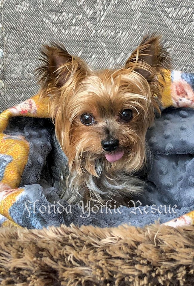 yorkie and small dog rescue
