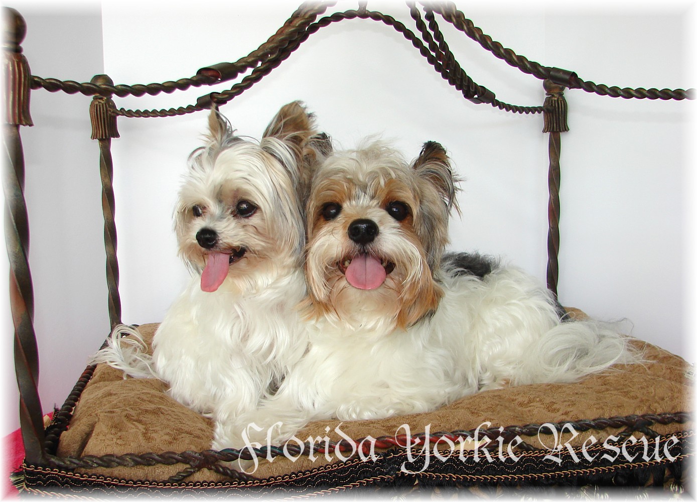 rescue florida maltese rescue florida breeds picture rescue florida maltese rescue florida breeds picture
