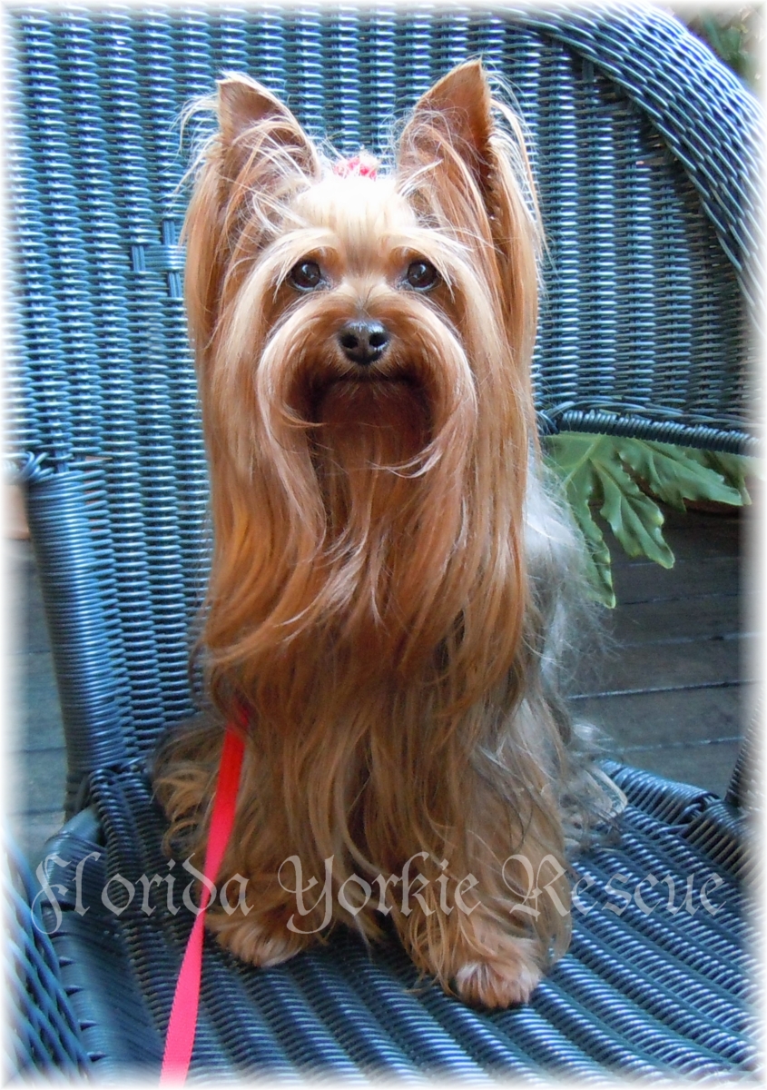 yorkie adoption florida cocoa florida pet adoption yorkie friends rescue cocoa florida pet yorkie adoption florida cocoa florida pet adoption yorkie friends rescue cocoa florida pet