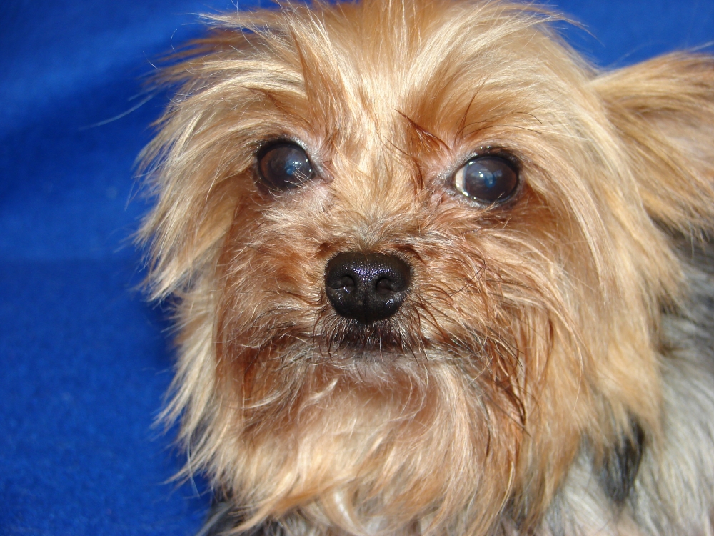 alpha yorkies fill out an adoption application for magnolia s puppies or for magnolia herself alpha yorkies fill out an adoption application for magnolia s puppies or for magnolia herself