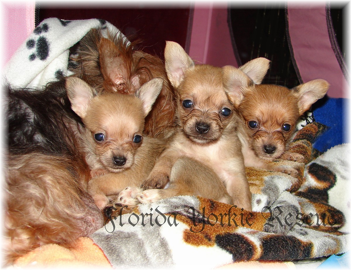 yorkie rescue florida teacup yorkie adoptions and rescues breeds picture yorkie rescue florida teacup yorkie adoptions and rescues breeds picture
