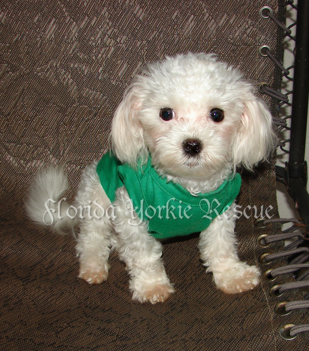 yorkie liver shunt surgery cost adoptable for adoption yorkie liver shunt surgery cost adoptable for adoption