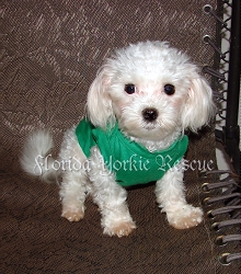 yorkie liver shunt surgery cost adoptable for adoption yorkie liver shunt surgery cost adoptable for adoption