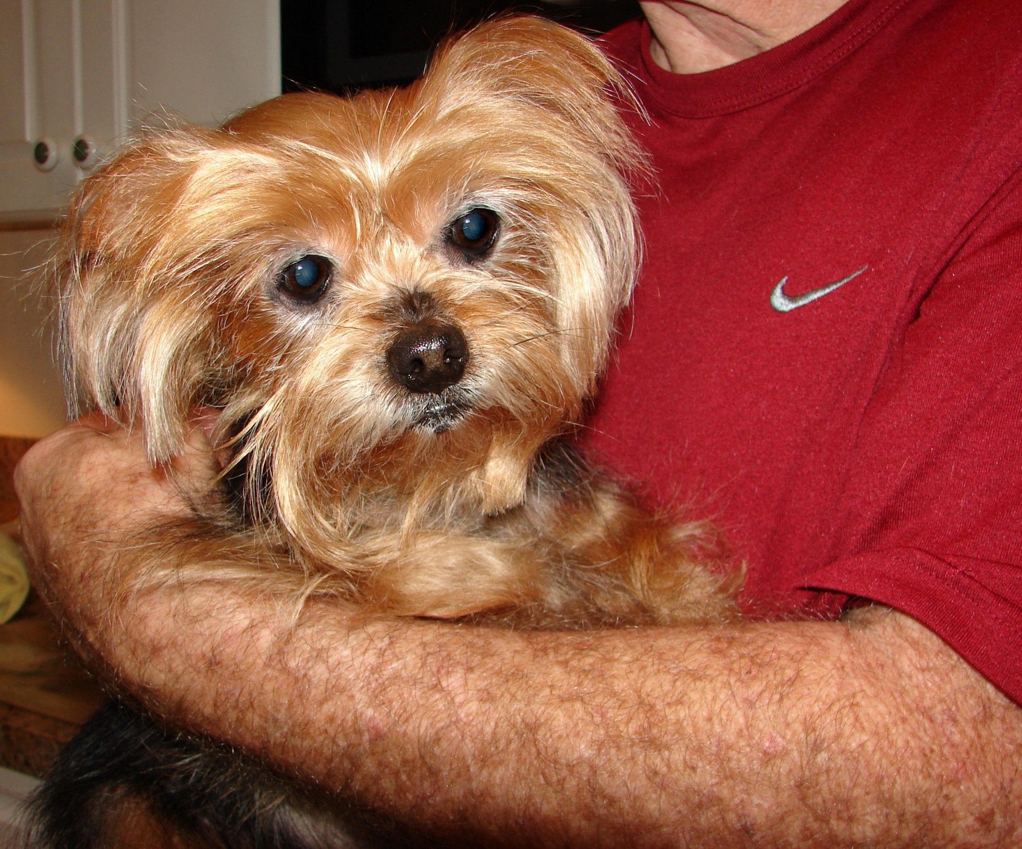 yorkie spay recovery magnolia will need to heartworm treatments before she is available for adoption yorkie spay recovery magnolia will need to heartworm treatments before she is available for adoption