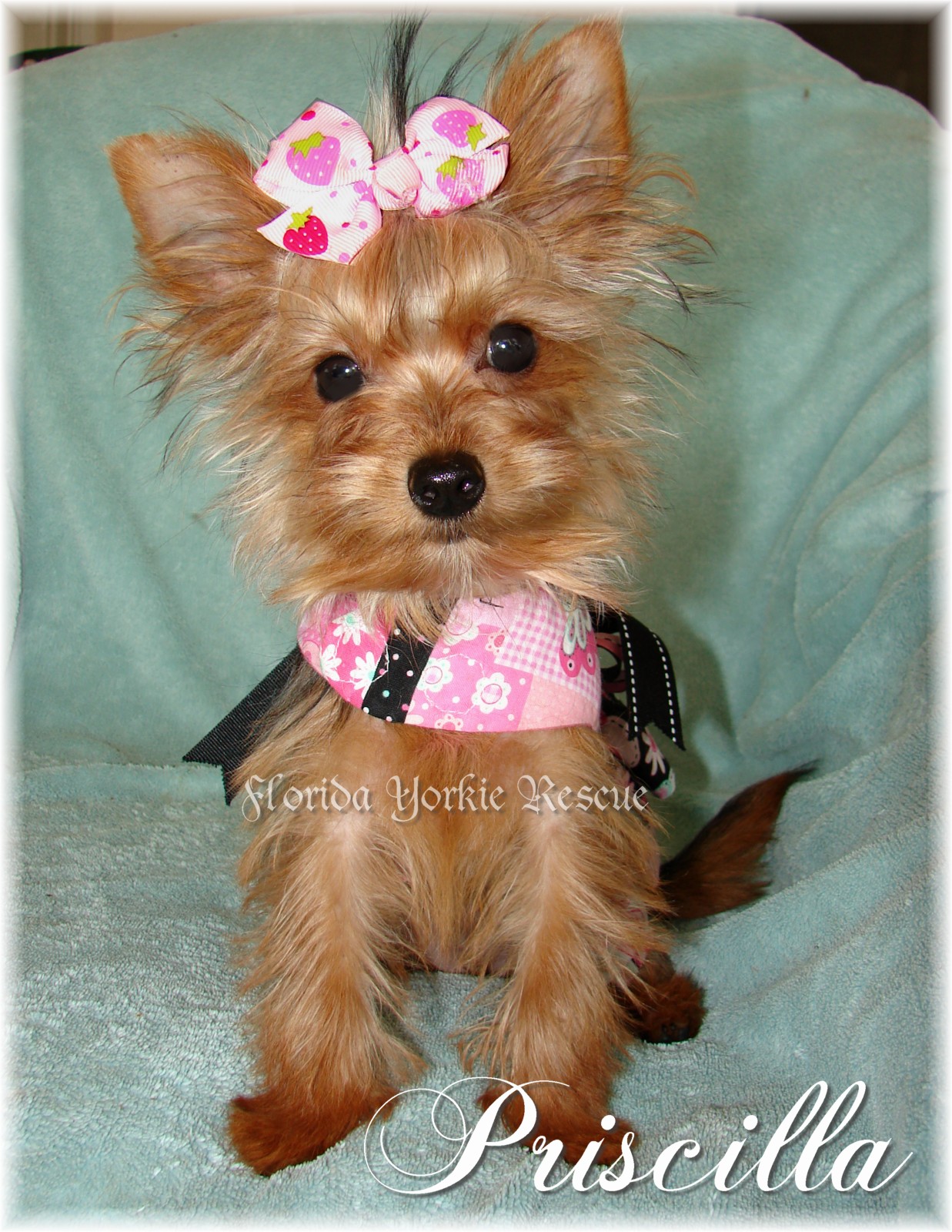 yorkie coughing when excited adoption application yorkie coughing when excited adoption application