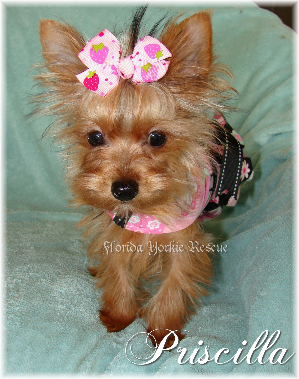yorkie coughing when excited adoption application yorkie coughing when excited adoption application