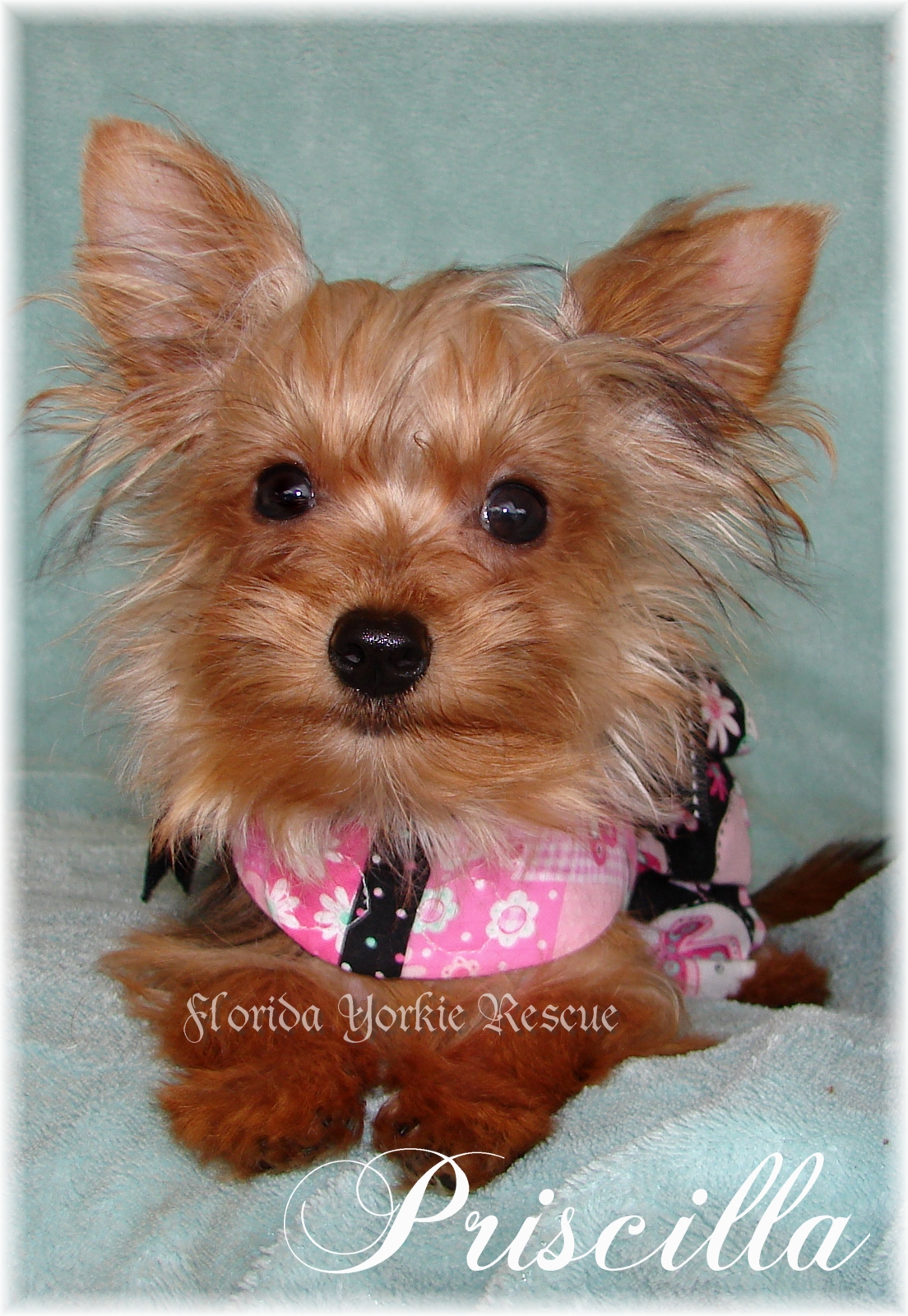 yorkie coughing when excited adoption application yorkie coughing when excited adoption application