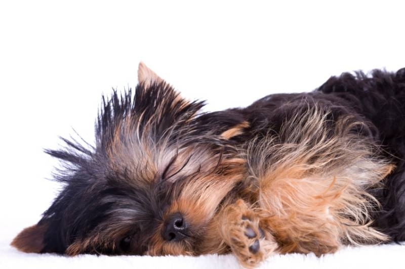 yorkie sleeps all day yorkie silhouette hairstylegalleries yorkie sleeps all day yorkie silhouette hairstylegalleries