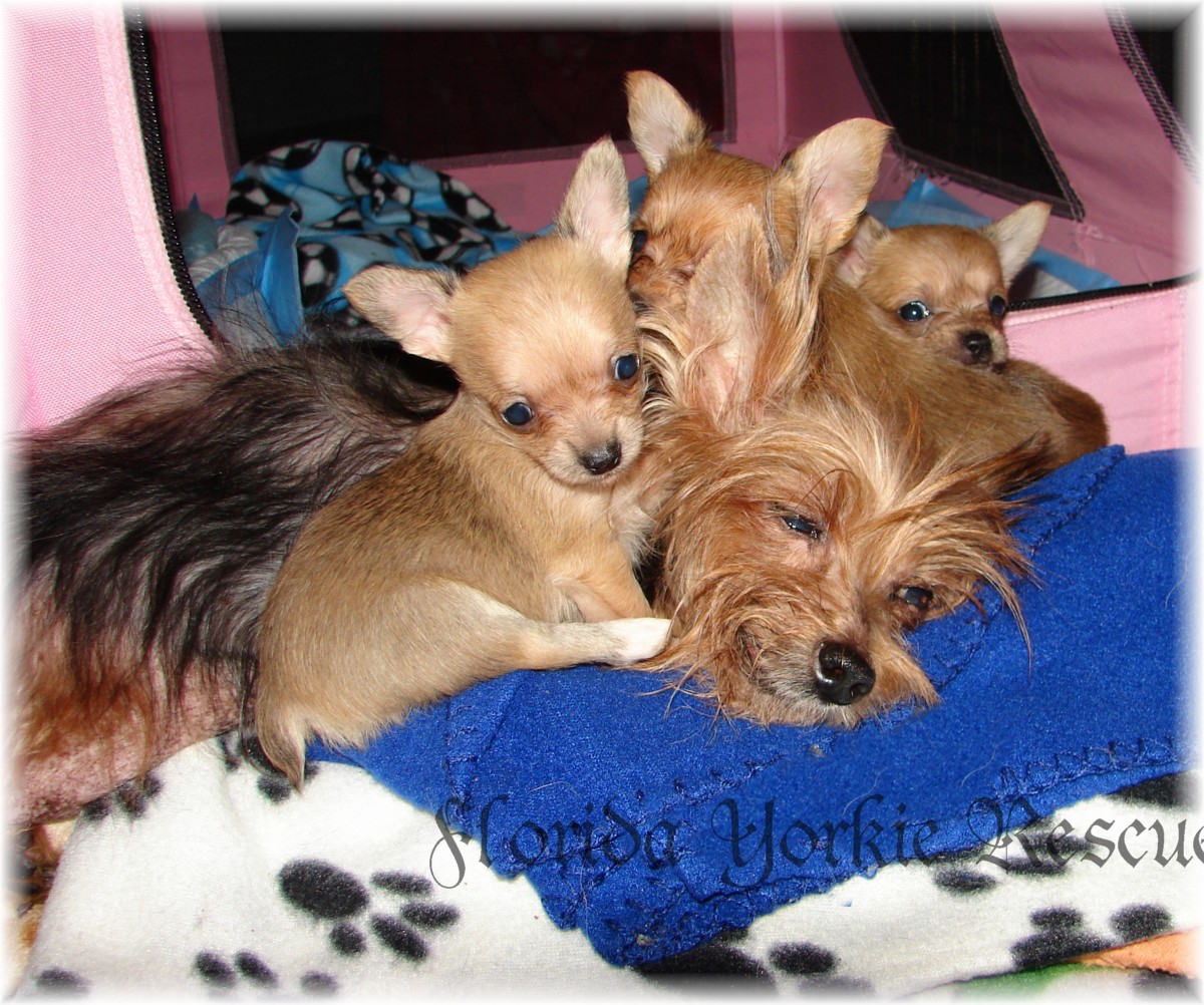 yorkie poo for sale in mn teacup puppies for sale in nc teacup yorkie poo for sale in mn breeds picture yorkie poo for sale in mn teacup puppies for sale in nc teacup yorkie poo for sale in mn breeds picture